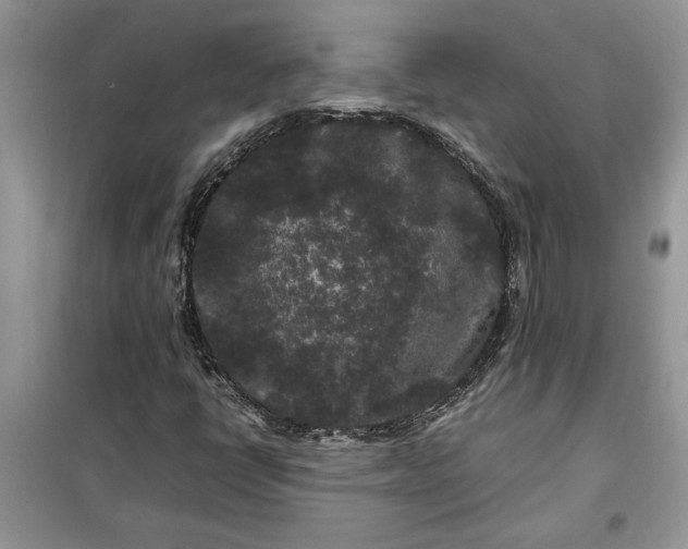 X0000099491398200805291056