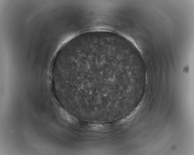 X0000099491405200805291056
