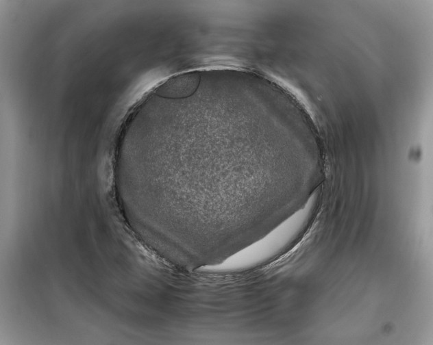 X0000099491407200805291056