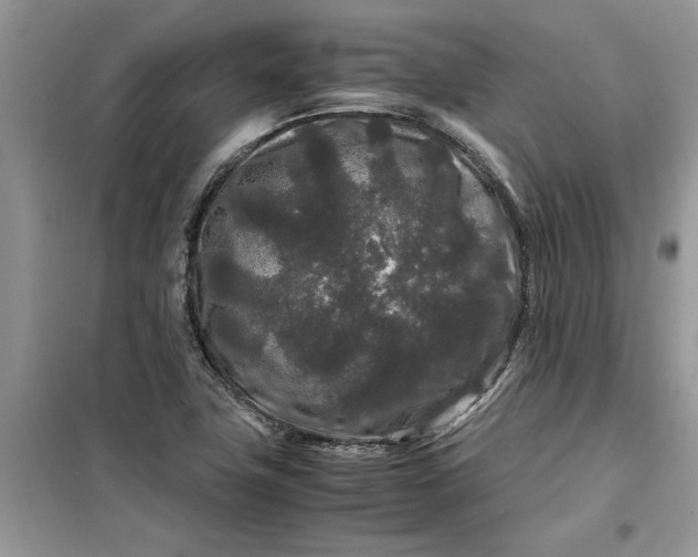X0000099491411200805291057