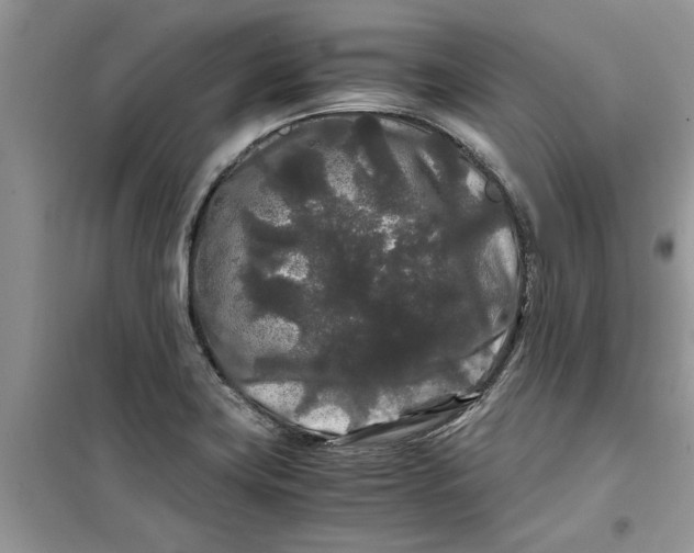 X0000099491419200805291057