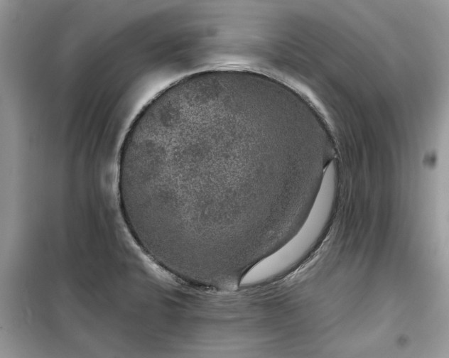 X0000099491424200805291057