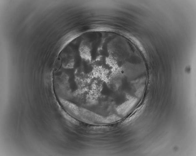 X0000099491425200805291057