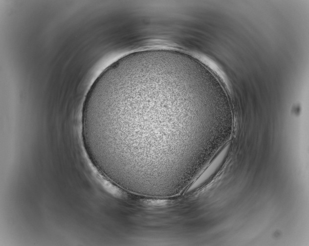 X0000099491431200805291057