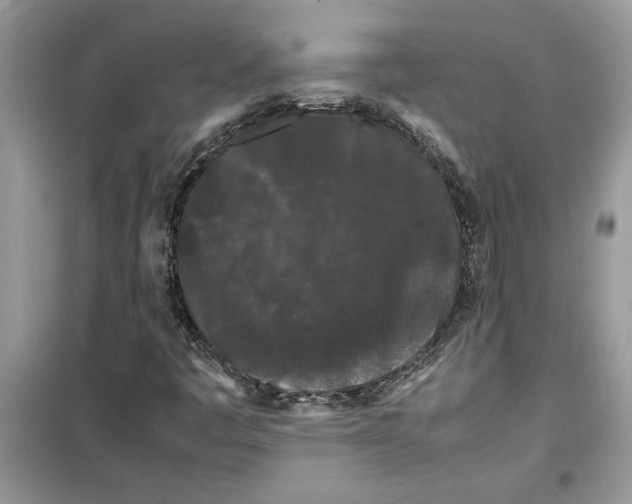 X0000099491445200805291056