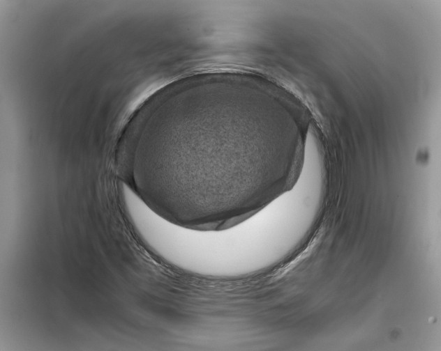 X0000099491453200805291056