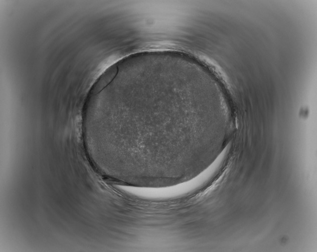 X0000099491457200805291056