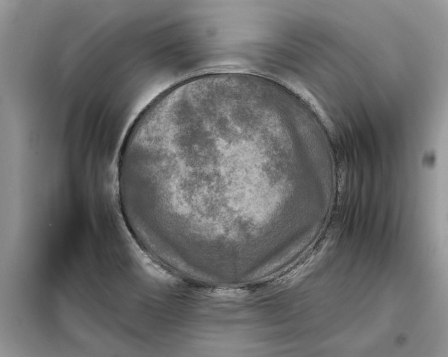 X0000099491466200805291056