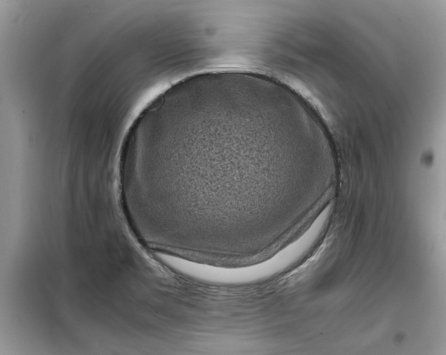 X0000099491469200805291056