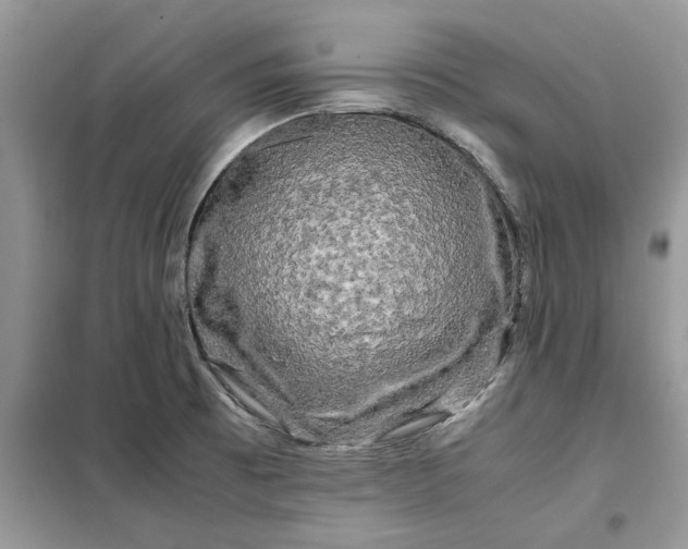 X0000099491473200805291056