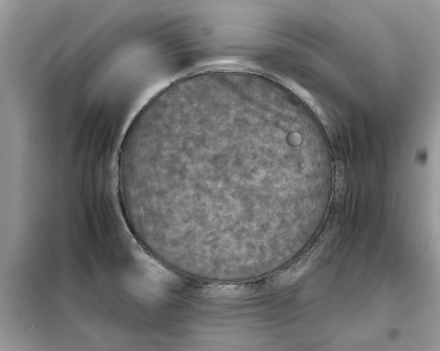 X0000099491474200805291056