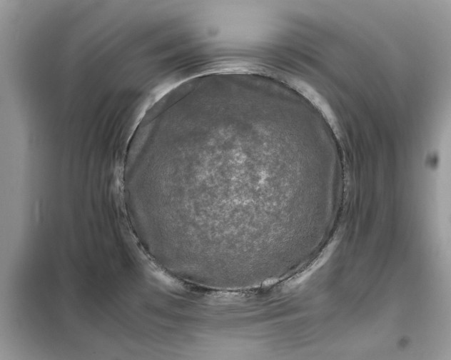 X0000099491481200805291056