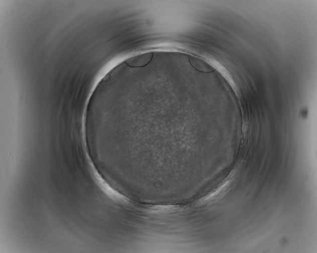 X0000099491482200805291056