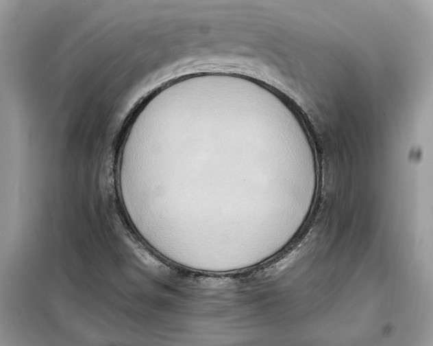 X0000099491498200805291055