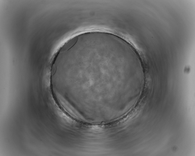 X0000099491504200805291055
