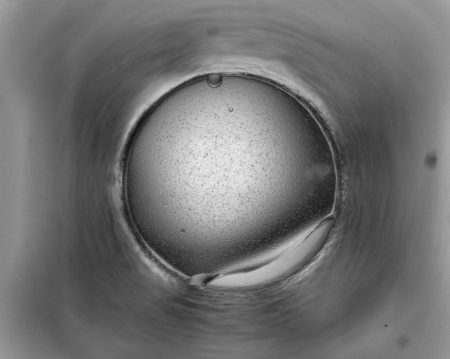 X0000099491517200805291055