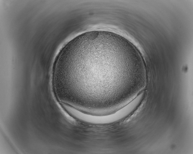 X0000099491525200805291056
