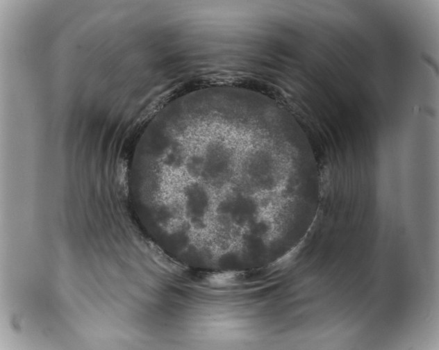 X0000099490178200806051107