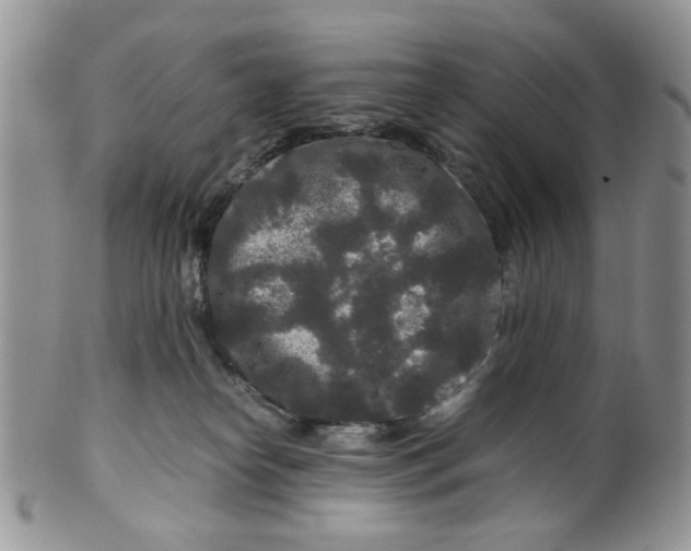 X0000099490182200806051107