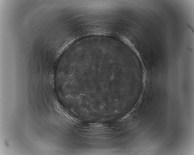 X0000099490249200806051105