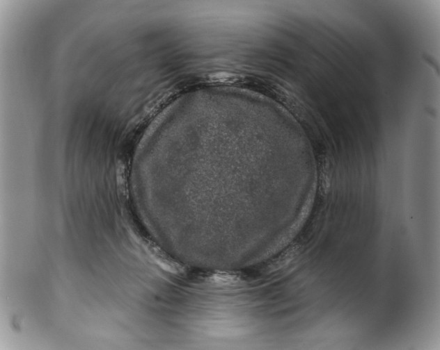 X0000099490270200806051105