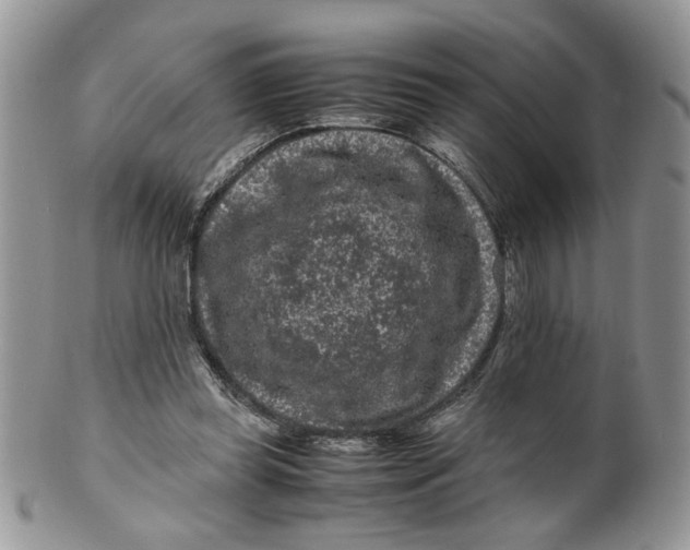 X0000099490349200806051104