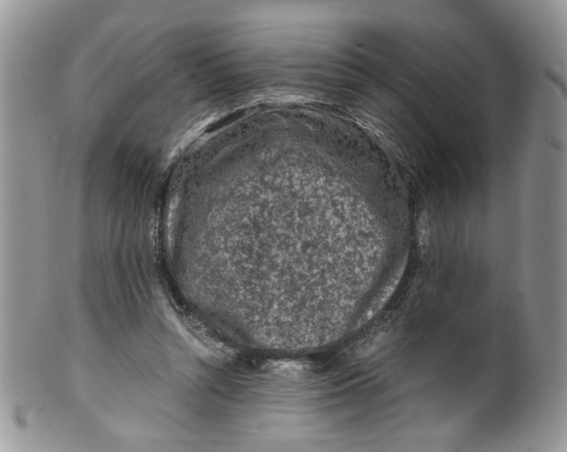 X0000099490352200806051104