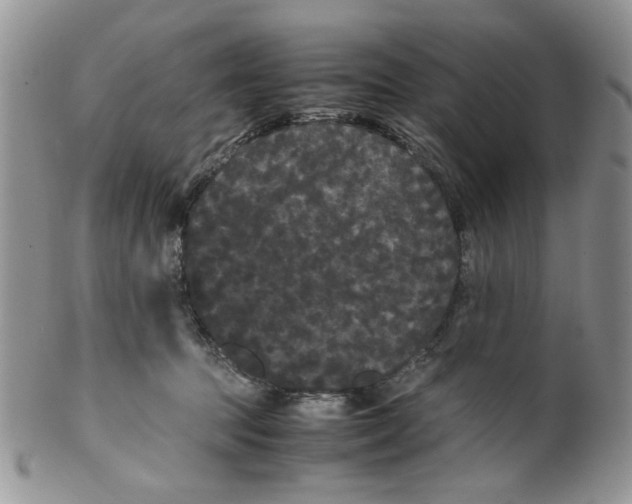 X0000099490369200806051104