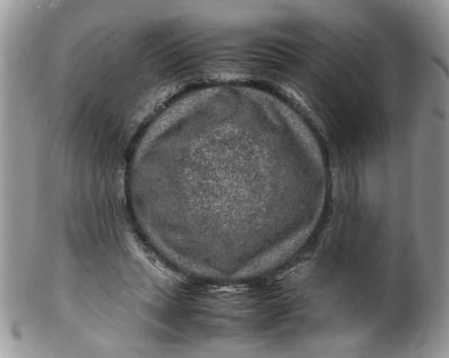 X0000099490447200806051102