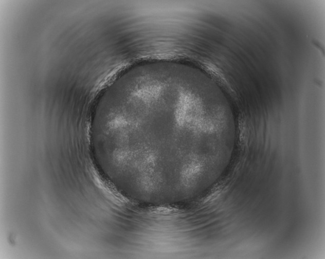 X0000099490542200806051101