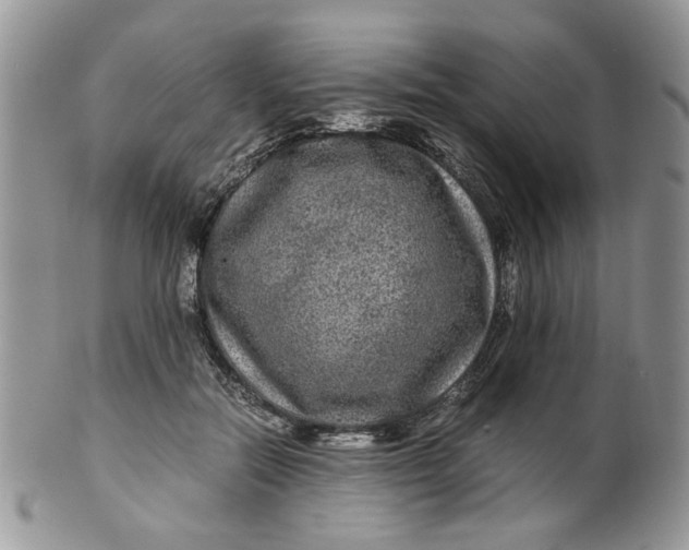 X0000099490554200806051101