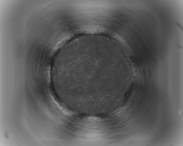 X0000099490590200806051101