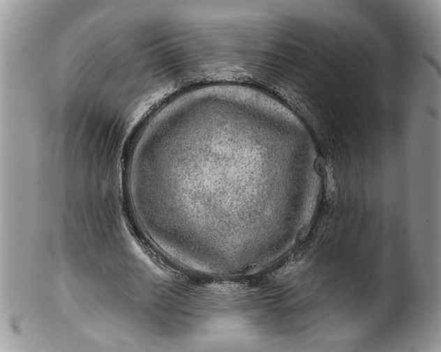 X0000099490630200806051059