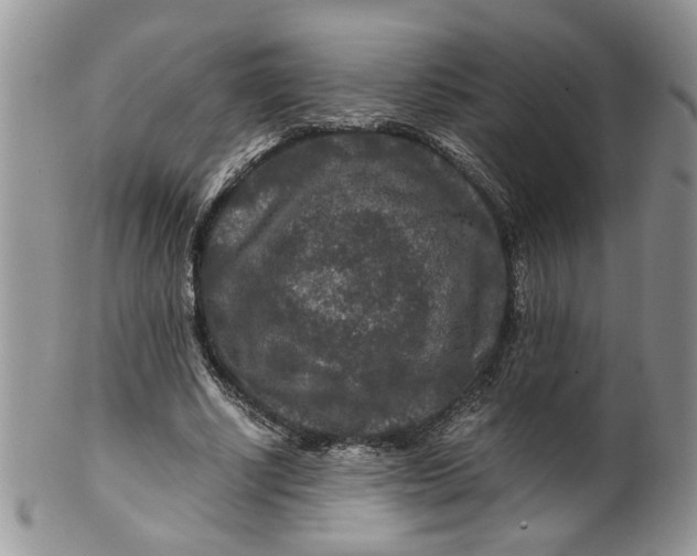 X0000099490634200806051059