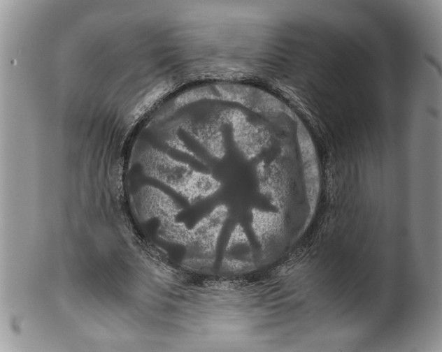 X0000099490679200806051059