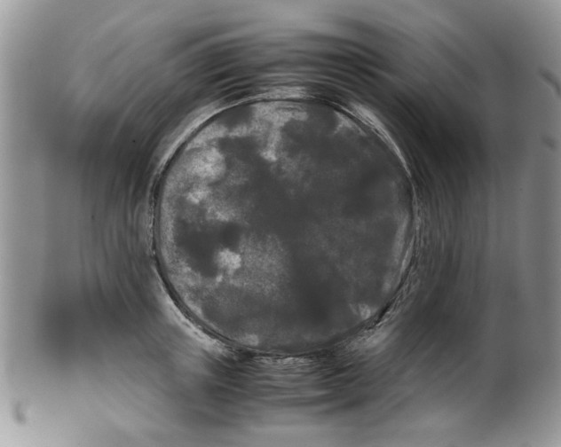 X0000099490851200806051057