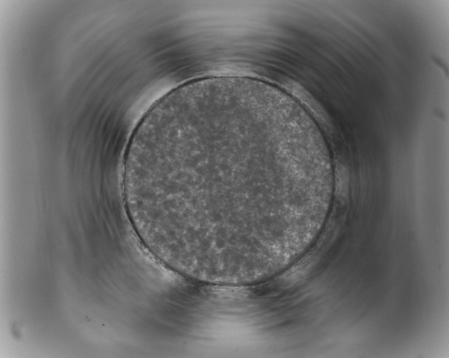 X0000099490856200806051057