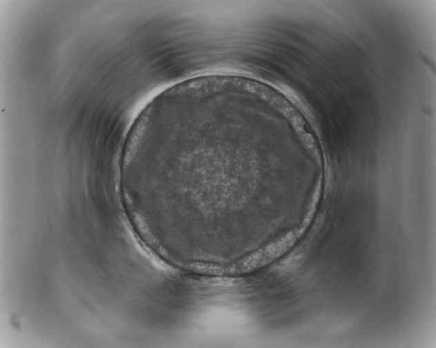 X0000099490862200806051057