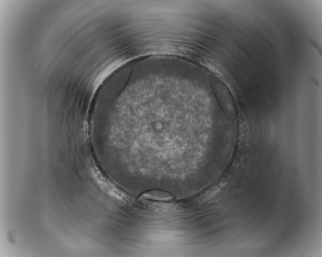 X0000099490928200806051055