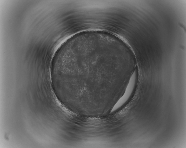 X0000099490935200806051055