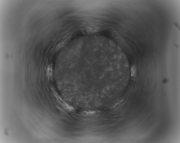 X0000099491011200806051053