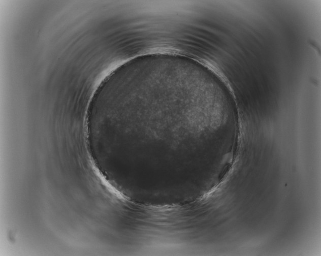 X0000099491037200806051054