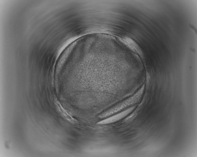 X0000099491052200806051054