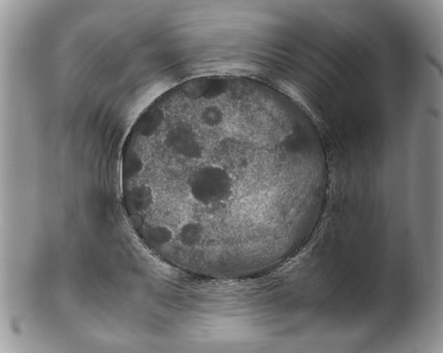 X0000099491079200806051053