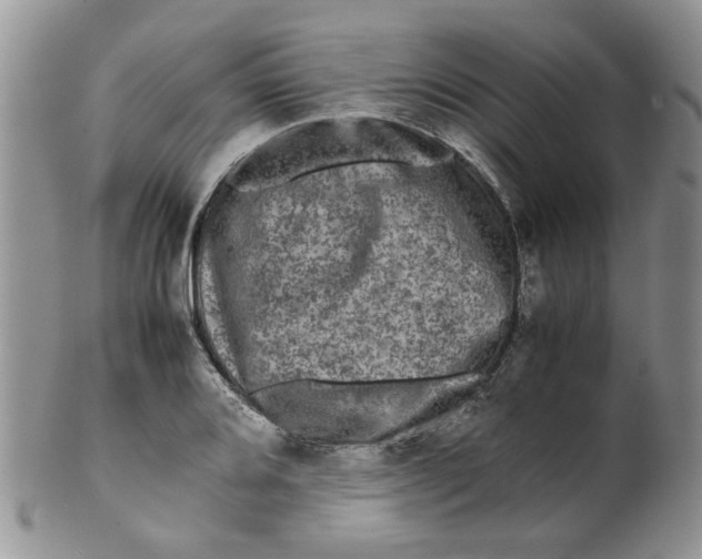 X0000099491080200806051053