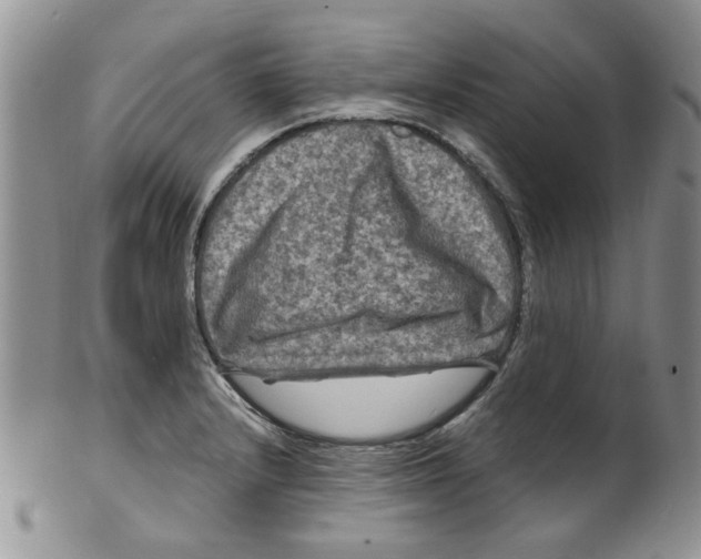 X0000099491232200806051051