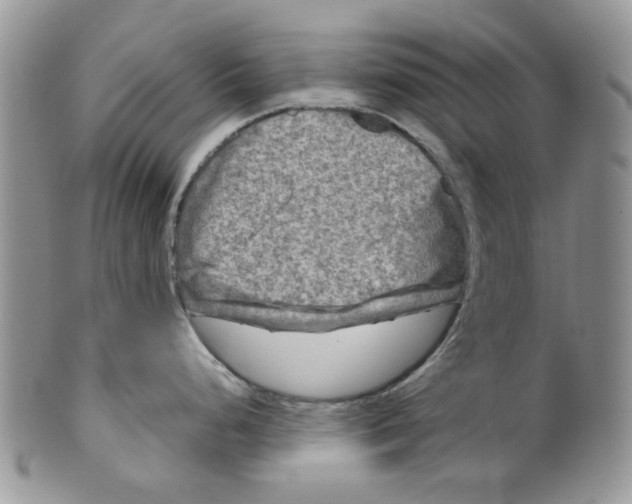 X0000099491248200806051051