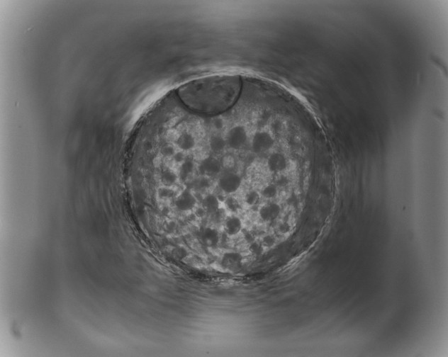 X0000099491263200806051050