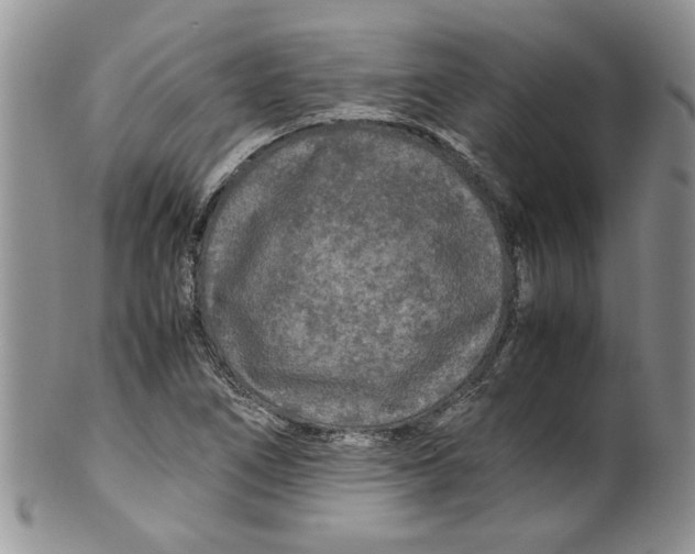 X0000099491266200806051050