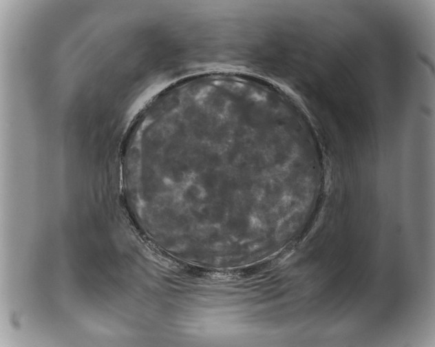 X0000099491271200806051050